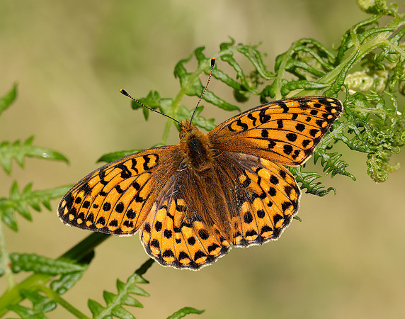 Dark Green Fritillary Speyeria aglaja