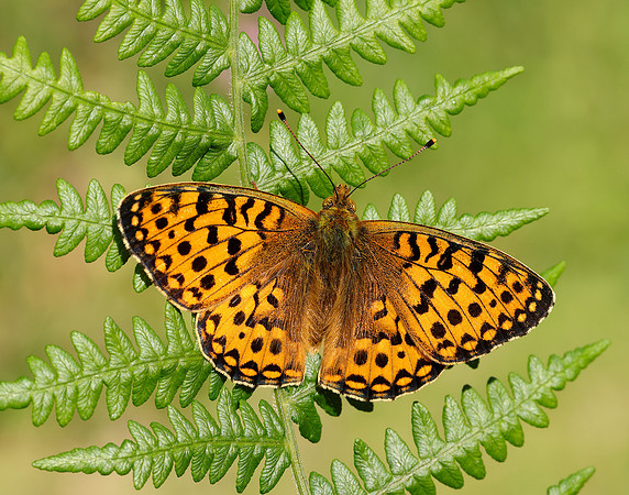 Dark Green Fritillary Speyeria aglaja