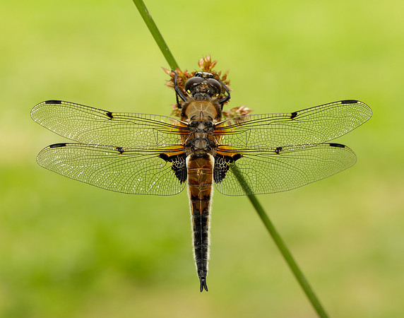 Four-spotted Chaser Libellula quadrimaculata