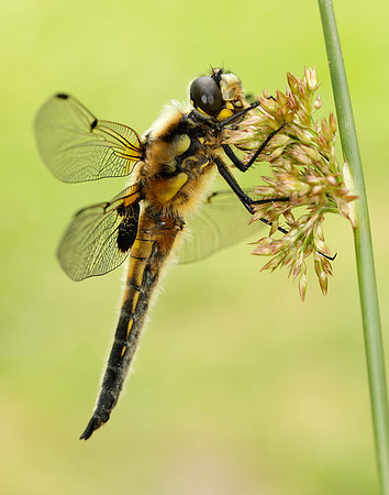 Four-spotted Chaser Libellula quadrimaculata