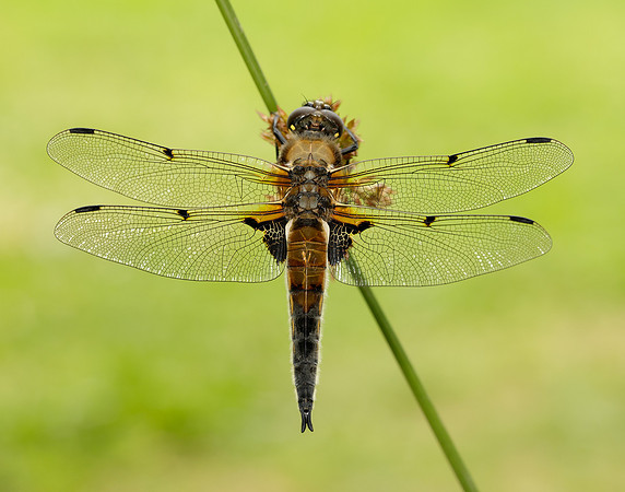 Four-spotted Chaser Libellula quadrimaculata