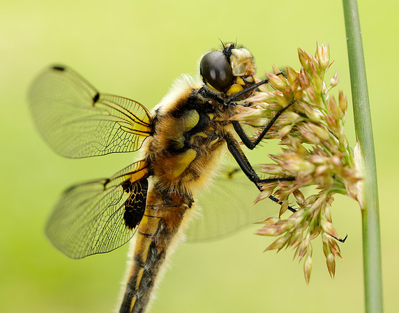 Four-spotted Chaser Libellula quadrimaculata