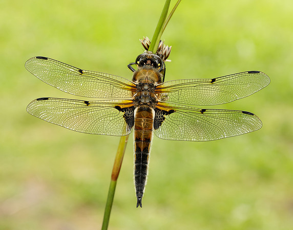 Four-spotted Chaser Libellula quadrimaculata