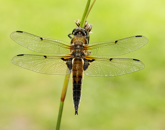 Four-spotted Chaser Libellula quadrimaculata