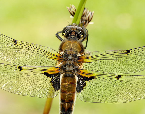 Four-spotted Chaser Libellula quadrimaculata
