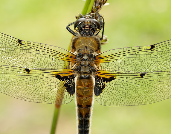 Four-spotted Chaser Libellula quadrimaculata