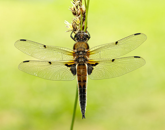 Four-spotted Chaser Libellula quadrimaculata