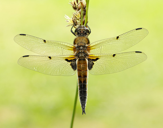 Four-spotted Chaser Libellula quadrimaculata