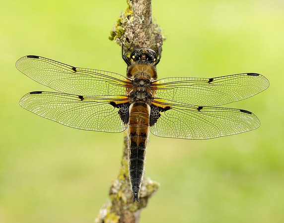 Four-spotted Chaser Libellula quadrimaculata