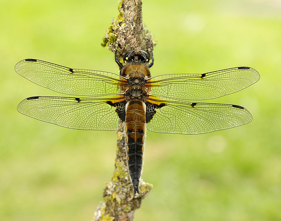 Four-spotted Chaser Libellula quadrimaculata