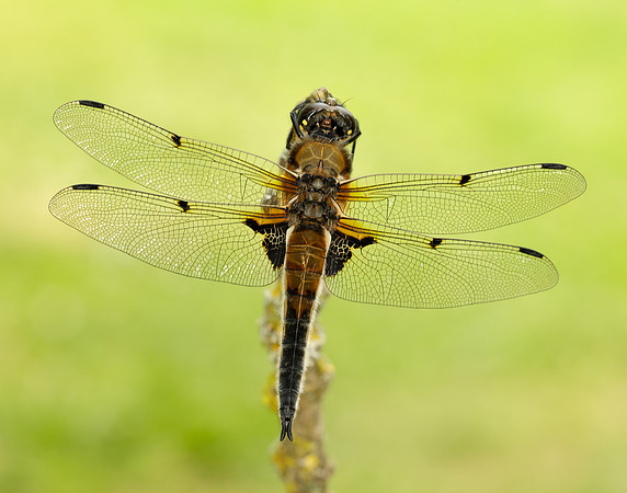 Four-spotted Chaser Libellula quadrimaculata