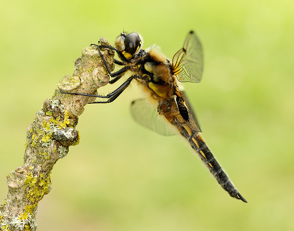 Four-spotted Chaser Libellula quadrimaculata