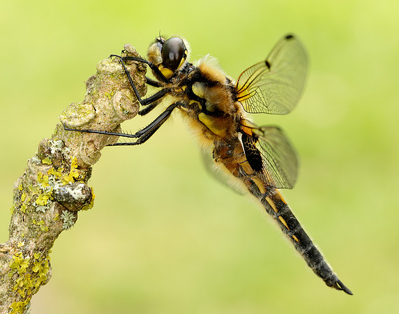 Four-spotted Chaser Libellula quadrimaculata