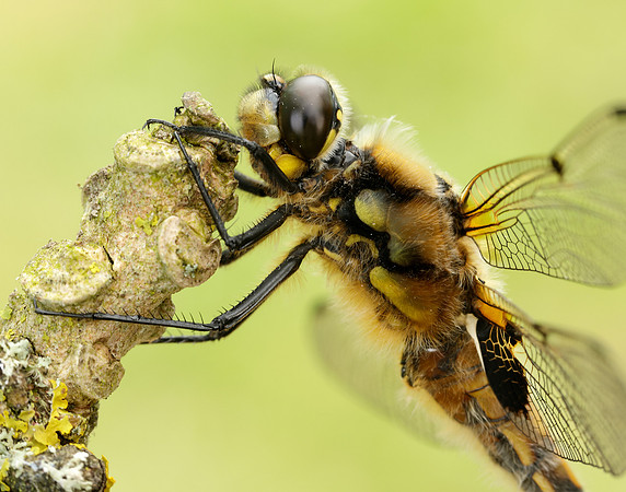 Four-spotted Chaser Libellula quadrimaculata