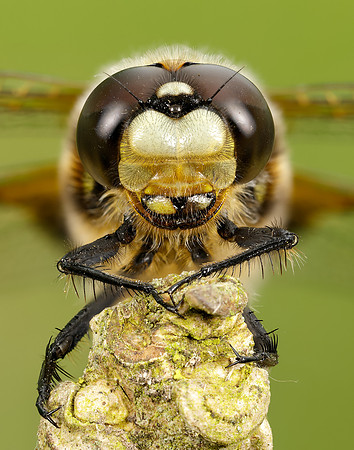 Four-spotted Chaser Libellula quadrimaculata