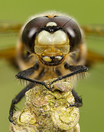 Four-spotted Chaser Libellula quadrimaculata