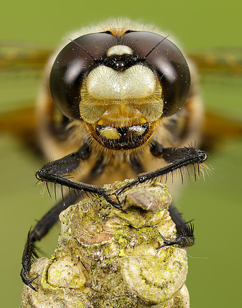 Four-spotted Chaser Libellula quadrimaculata