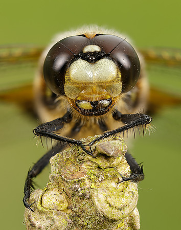 Four-spotted Chaser Libellula quadrimaculata