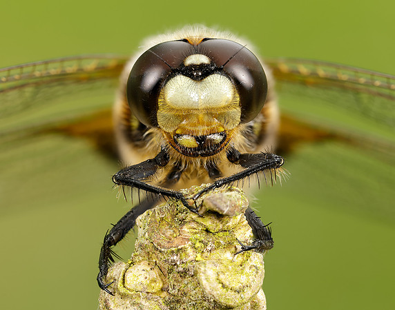 Four-spotted Chaser Libellula quadrimaculata