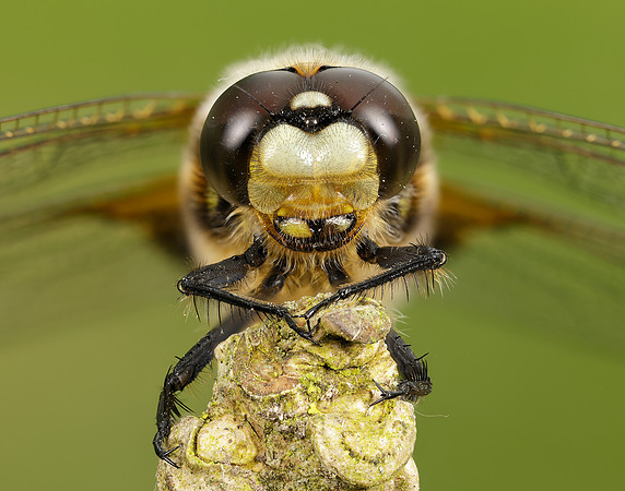 Four-spotted Chaser Libellula quadrimaculata