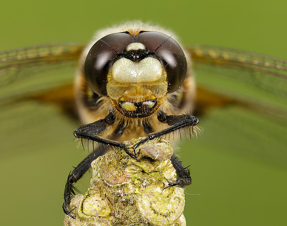 Four-spotted Chaser Libellula quadrimaculata