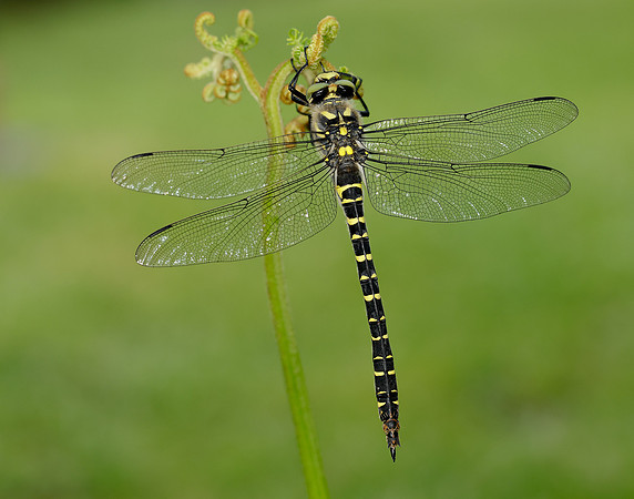 Golden-ringed Dragonfly Cordulegaster boltonii