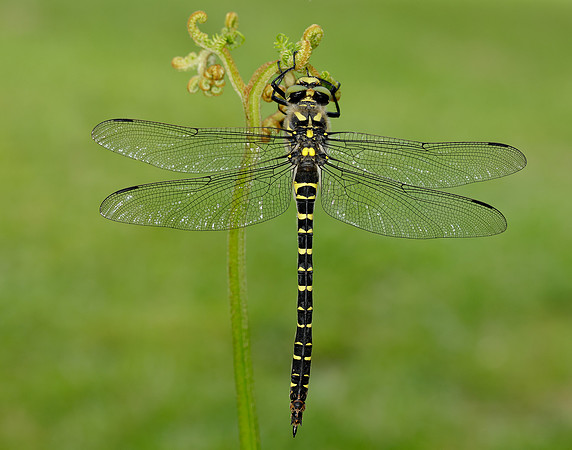 Golden-ringed Dragonfly Cordulegaster boltonii