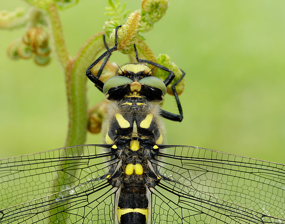 Golden-ringed Dragonfly Cordulegaster boltonii