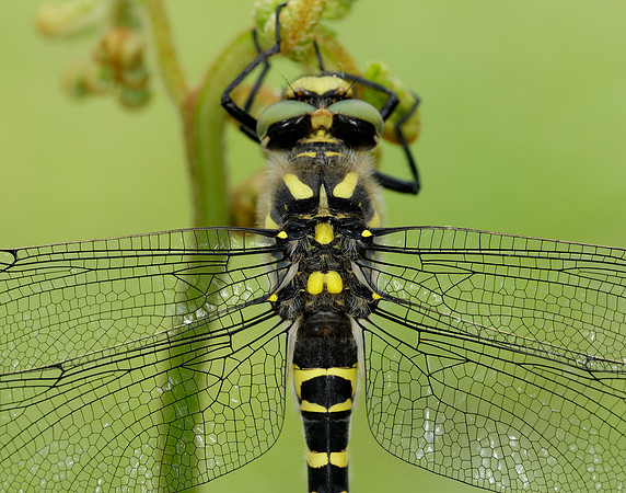 Golden-ringed Dragonfly Cordulegaster boltonii