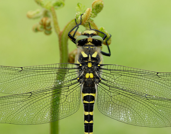 Golden-ringed Dragonfly Cordulegaster boltonii