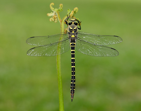 Golden-ringed Dragonfly Cordulegaster boltonii