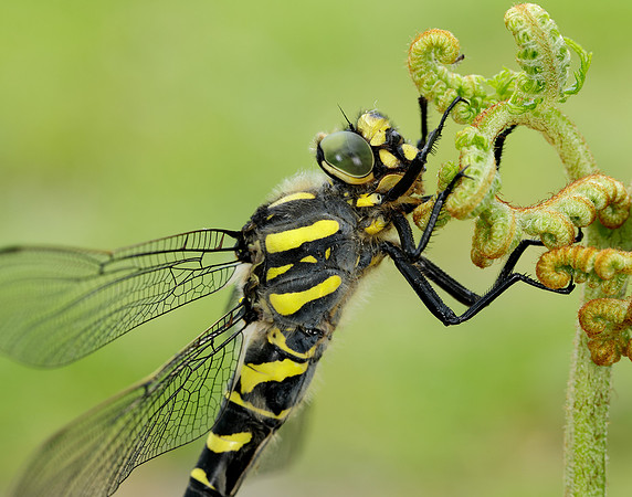 Golden-ringed Dragonfly Cordulegaster boltonii