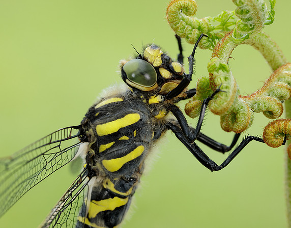 Golden-ringed Dragonfly Cordulegaster boltonii