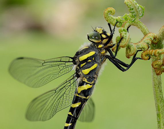Golden-ringed Dragonfly Cordulegaster boltonii