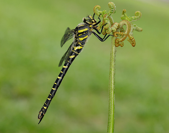 Golden-ringed Dragonfly Cordulegaster boltonii