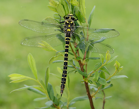 Golden-ringed Dragonfly Cordulegaster boltonii