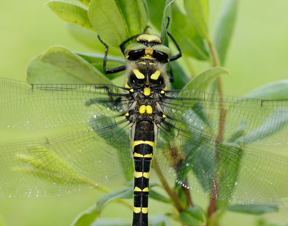 Golden-ringed Dragonfly Cordulegaster boltonii