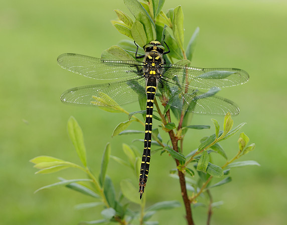 Golden-ringed Dragonfly Cordulegaster boltonii