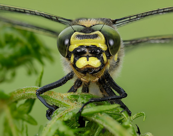 Golden-ringed Dragonfly Cordulegaster boltonii