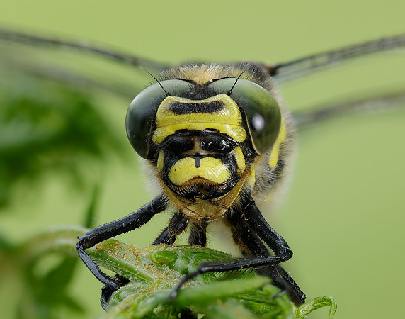 Golden-ringed Dragonfly Cordulegaster boltonii