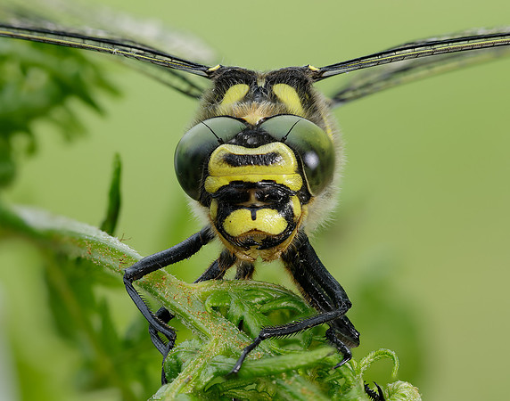 Golden-ringed Dragonfly Cordulegaster boltonii