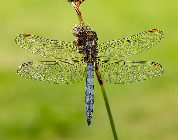Keeled Skimmer Orthetrum coerulescens