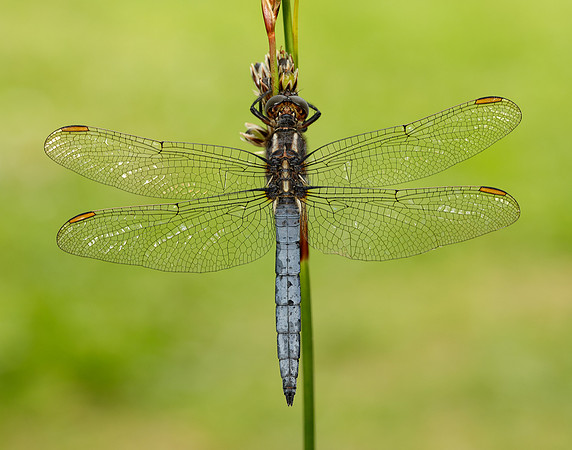Keeled Skimmer Orthetrum coerulescens