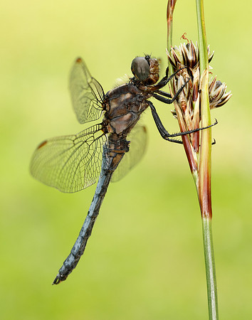 Keeled Skimmer Orthetrum coerulescens