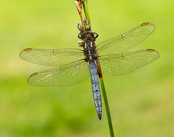 Keeled Skimmer Orthetrum coerulescens