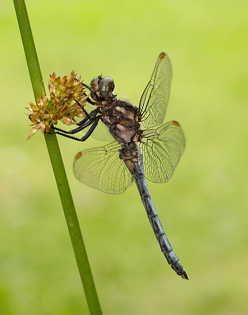 Keeled Skimmer Orthetrum coerulescens