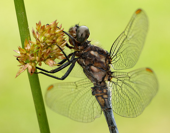 Keeled Skimmer Orthetrum coerulescens
