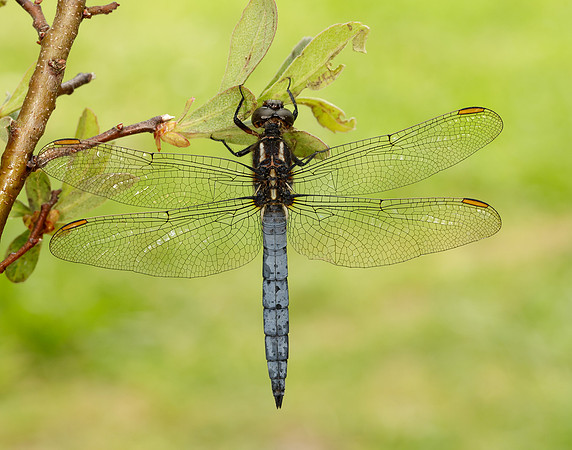 Keeled Skimmer Orthetrum coerulescens