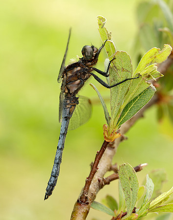 Keeled Skimmer Orthetrum coerulescens