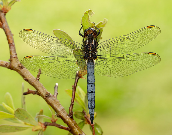 Keeled Skimmer Orthetrum coerulescens